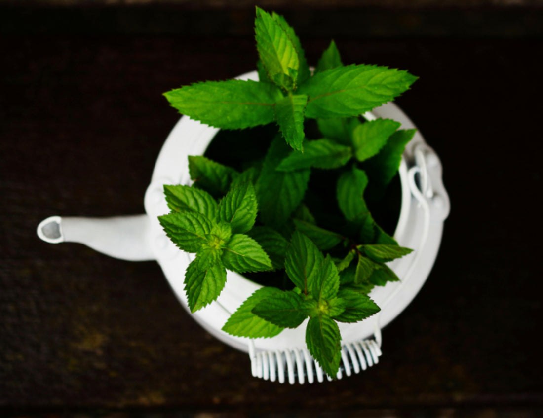 Peppermint Tea Benefits